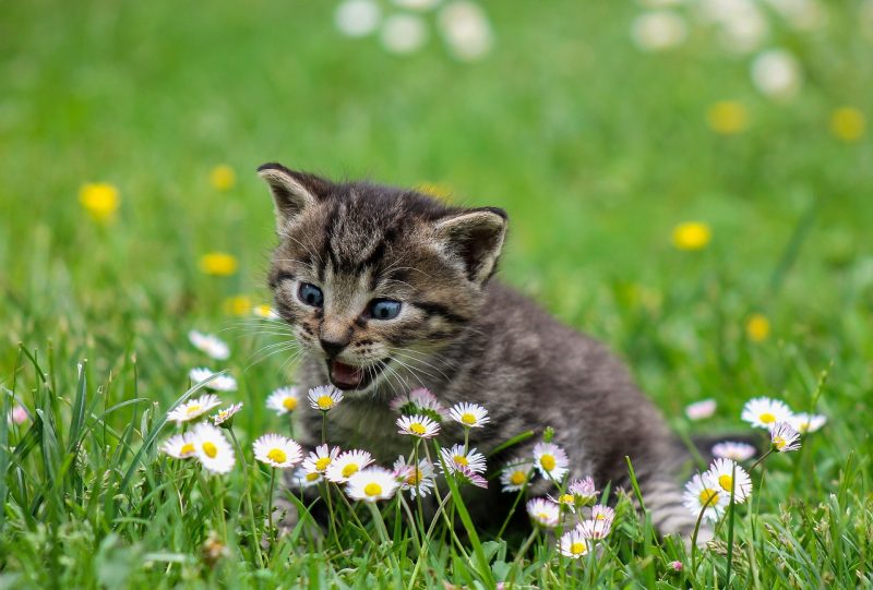 猫が草原で白い花に口を開けている画像